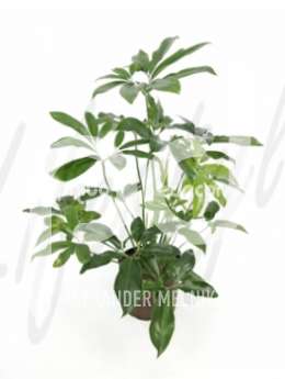 Филодендрон лазящий (Philodendron fun bun)