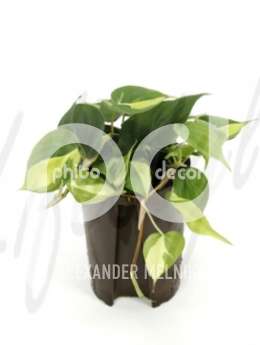 Филодендрон лазящий (Philodendron grand braziel)