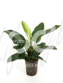 Филодендрон лазящий (Philodendron imperial green)