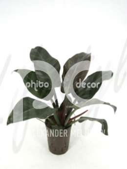 Филодендрон лазящий (Philodendron imperial red)