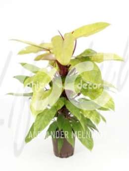 Филодендрон лазящий (Philodendron medisa)