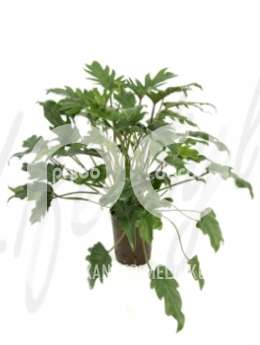 Филодендрон лазящий (Philodendron xanado)