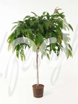 Фикус (Ficus amstel king stem)