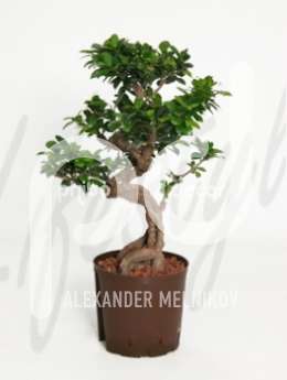 Фикус (Ficus microcarpa compacta bonsai)