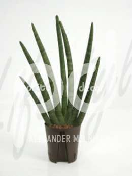 Сансевиерия  (Sansevieria cilindro)