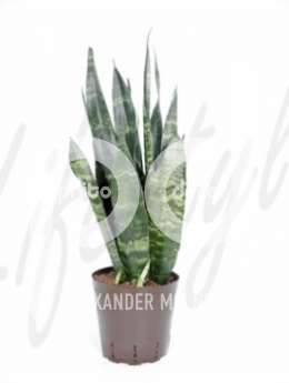 Сансевиерия  (Sansevieria coral black)