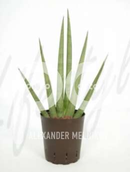 Сансевиерия (Sanseveria cylindrica var)
