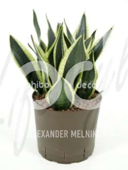 Сансевиерия (Sansevieria futura superba)