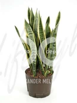 Сансевиерия (Sansevieria laurentii)