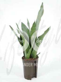 Сансевиерия (Sansevieria moonshine)