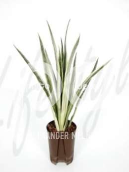 Сансевиерия (Sansevieria white flame)