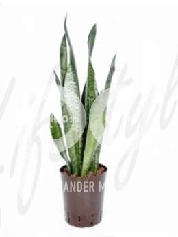 Сансевиерия (Sansevieria zeylanica)