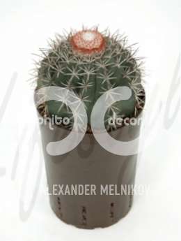 Эхинокактус (Echinocactus bahiensis)