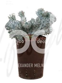 Молочай (Euphorbia lactea cristata)