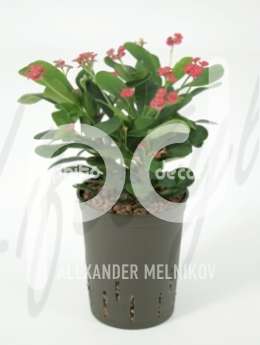 Молочай (Euphorbia milii red)