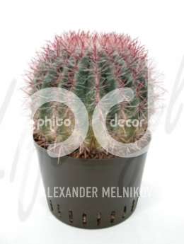 Ферокактус (Ferocactus stainesii)