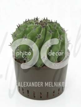 Ферокактус (Ferocactus subinermis)