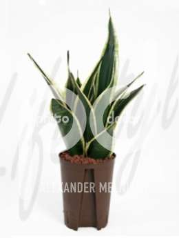 Сансевиерия (Sansevieria futura black)