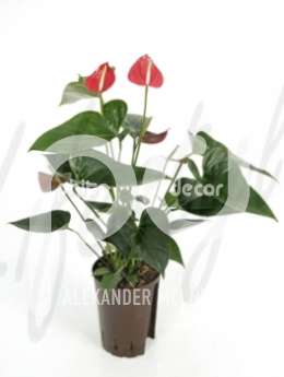 Антуриум  (Anthurium fiesta)