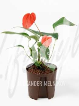 Антуриум  (Anthurium scherzer. robijn)