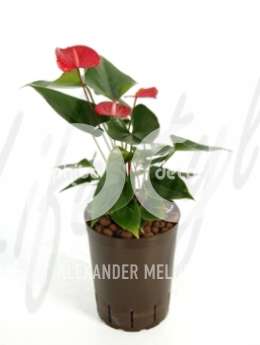 Антуриум (Anthurium vitara red)