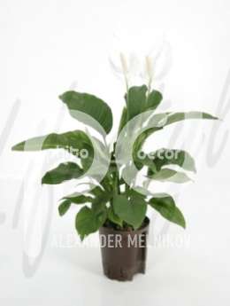 Спатифиллюм (Spathiphyllum gokyo)