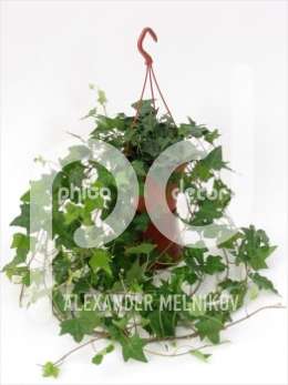 Плющ (Hedera helix Hang)