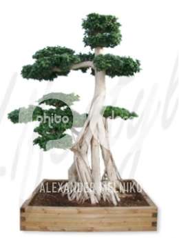 Фикус  мелкоплодный (Ficus microcarpa compacta)