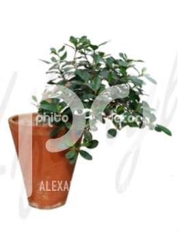 Фикус (Ficus panda Bonsai hanging plant)