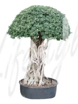 Фикус (Ficus panda Stem)