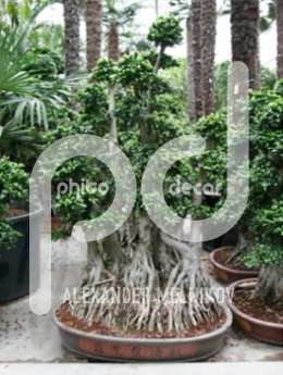 Фикус мелкоплодный (Ficus microcarpa compacta Bonsai branched )