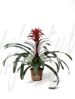 Гусмания (Guzmania wendy)