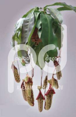 Непентес (Nepenthes miranda)