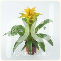 Гусмания (Guzmania diana groot)