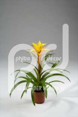 Гусмания (Guzmania gemengd)