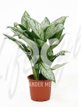 Аглаонема (Aglaonema maria christina)