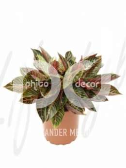 Аглаонема (Aglaonema red diamond)