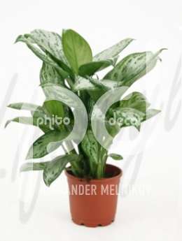 Аглаонема (Aglaonema silver queen)