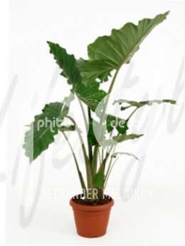 Алоказия (Alocasia portadora)