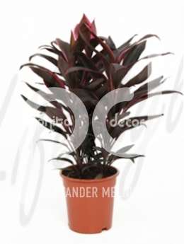 Кордилина (Cordyline tango)