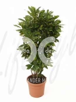 Аукуба (Croton codiaeum aucubifolia)
