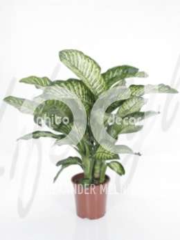 Диффенбахия (Dieffenbachia maroba)