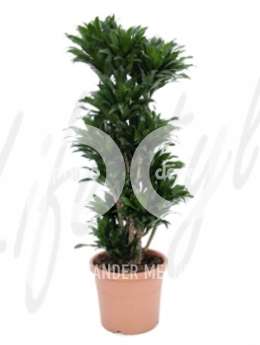 Драцена (Dracaena compacta)