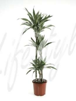 Драцена (Dracaena deremensis)