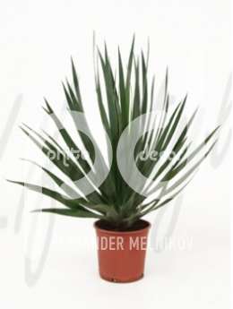 Драцена (Dracaena draco)