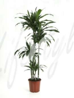 Драцена (Dracaena janet craig)