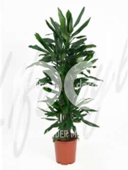 Драцена Жанет линд (Dracaena janet lind)