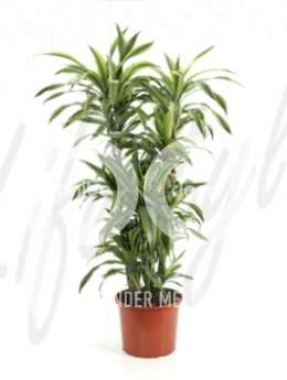 Драцена (Dracaena lemon lime)