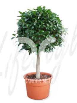 Фикус (Ficus australis)