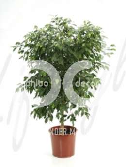 Фикус (Ficus bushy prince)